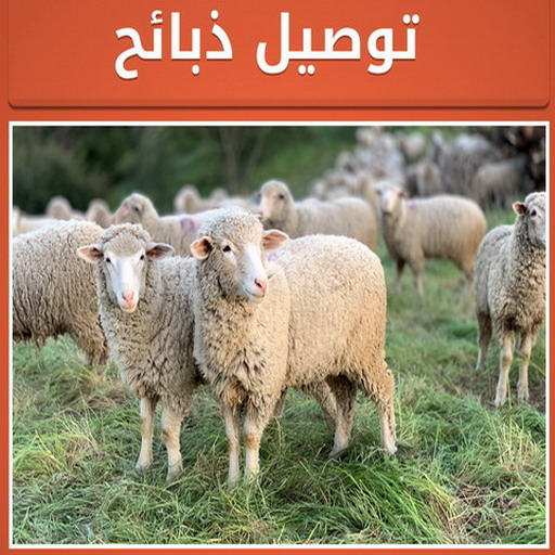 ذبايح - ذبايح للبيع - توصيل ذبايح - ابوعلي 📞 - ذبائح - غنم للبيع - اغنام للبيع - اغنام الكويت - غنم - خرفان للبيع - سوق الغنم - قصاب - ذبائح للبيع